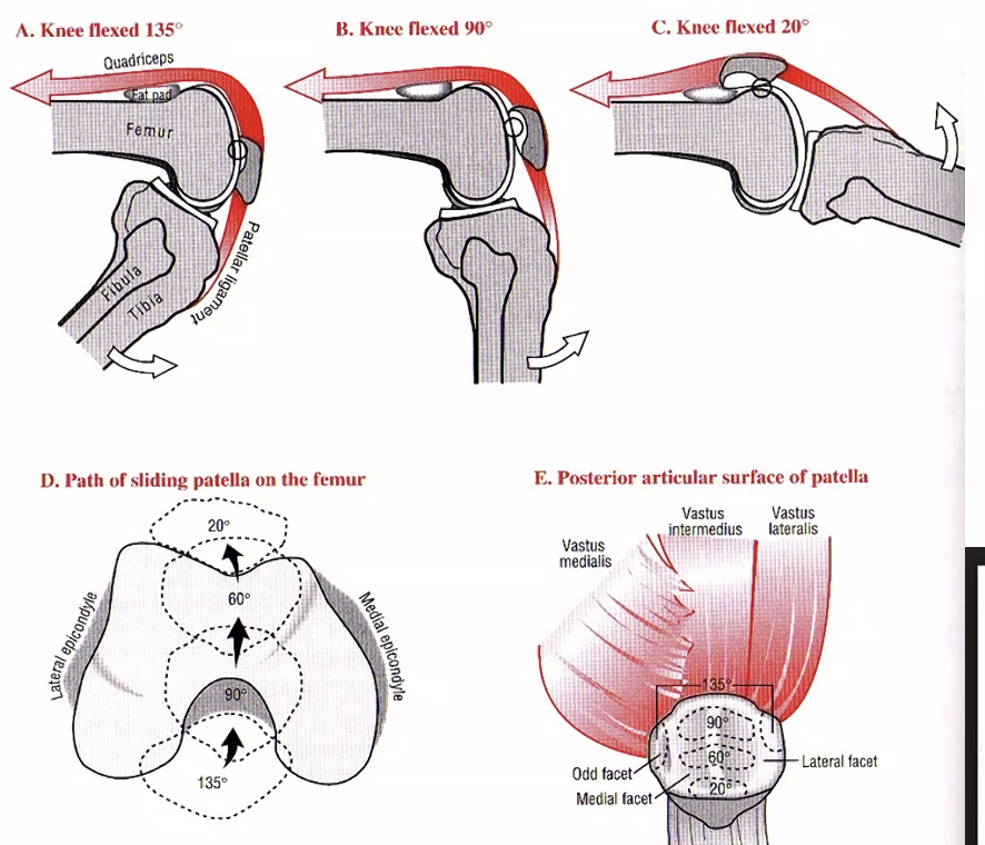 Patellofemoral Joint