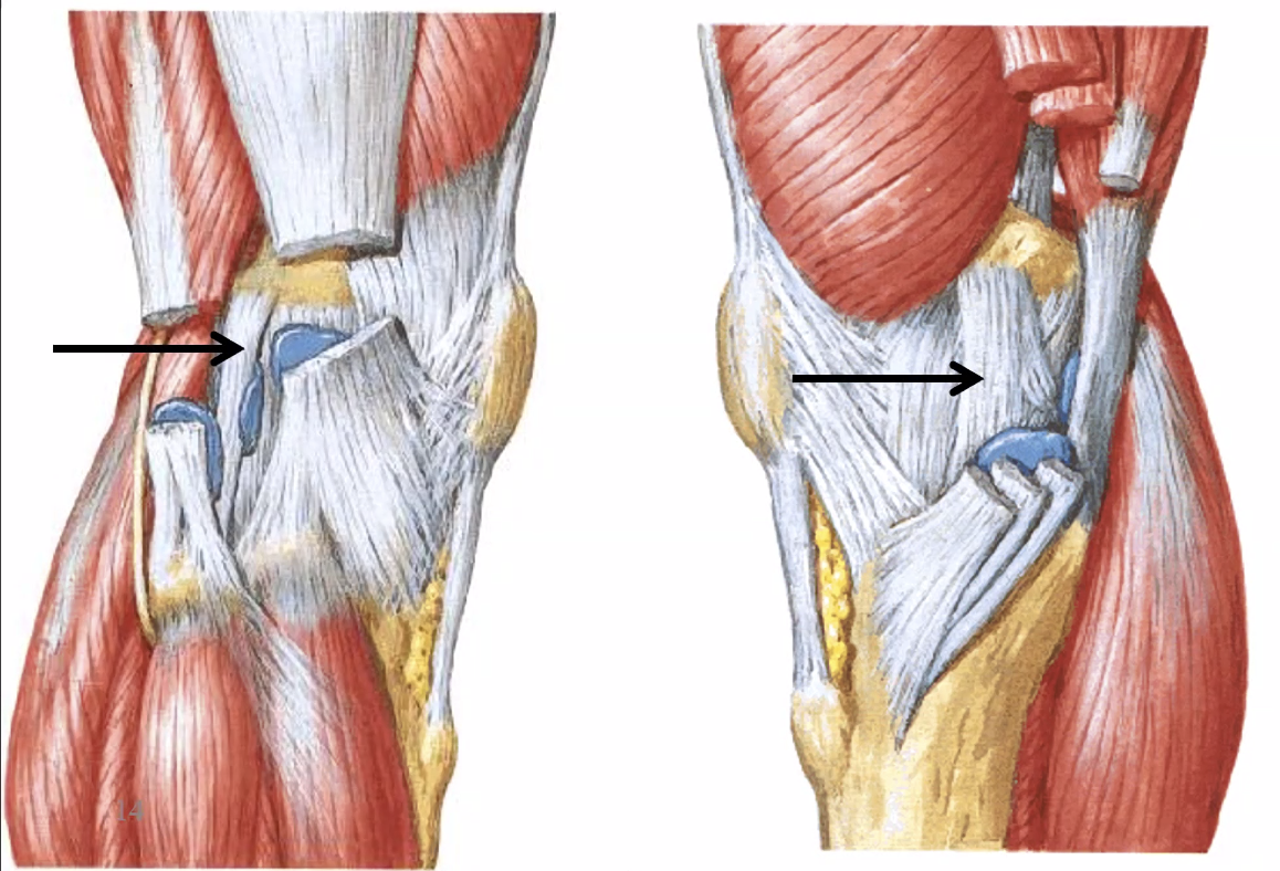 Lateral and medial collateral