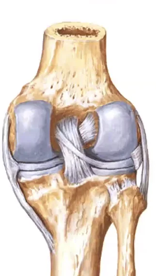 Posterior Cruciate Ligament