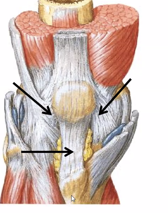 Patellar Ligament