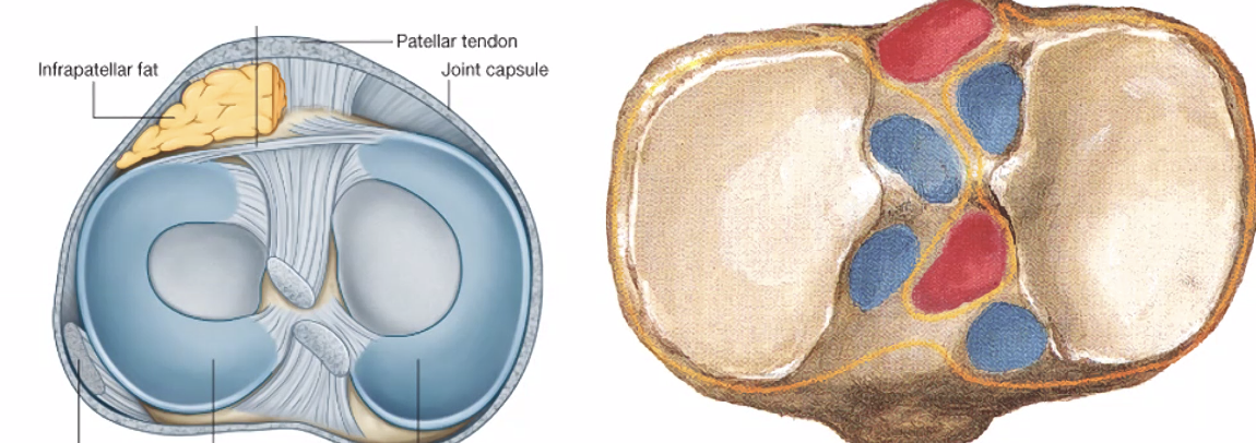 המיניסקוסים