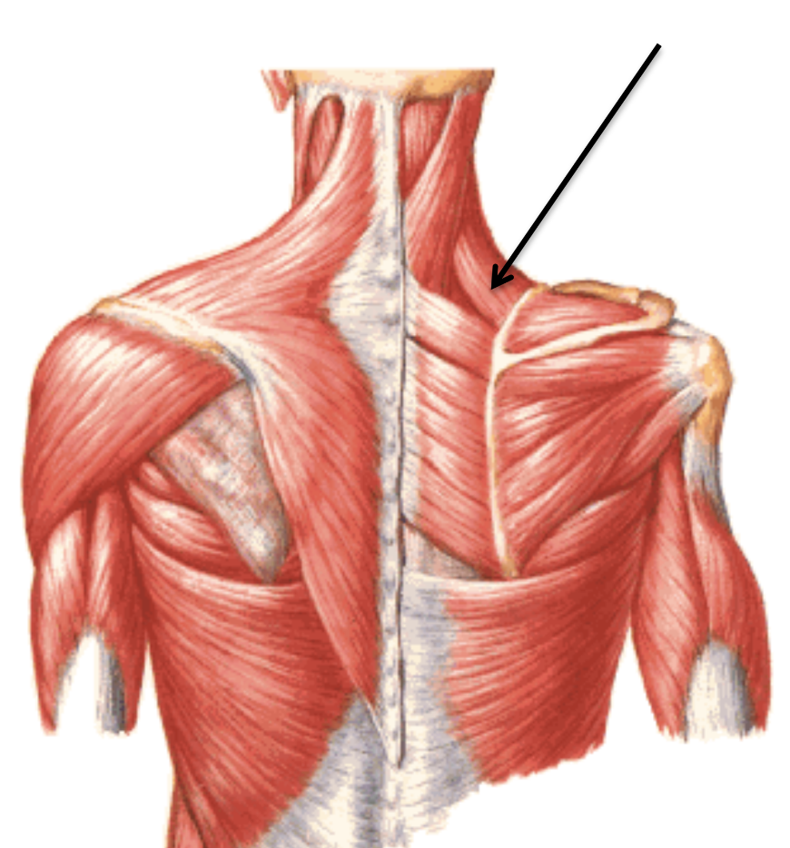 Levator Scapulae