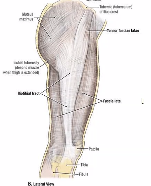 פסיה לאטה והמשכה - קרורל (רגלית) פסיה