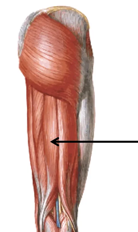Semitendinosus