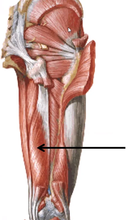 Semimembranosus