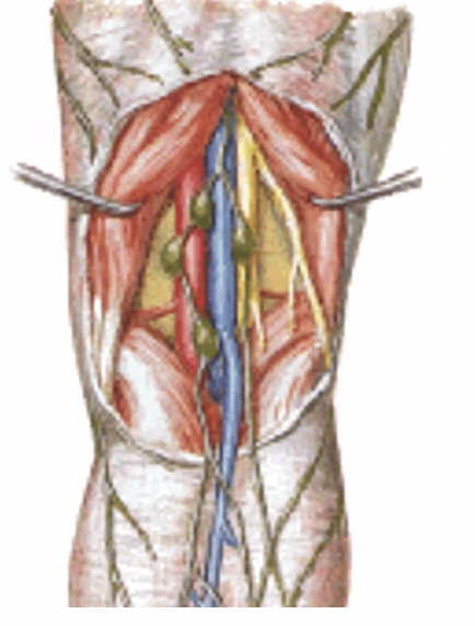 Popliteal Fossa
