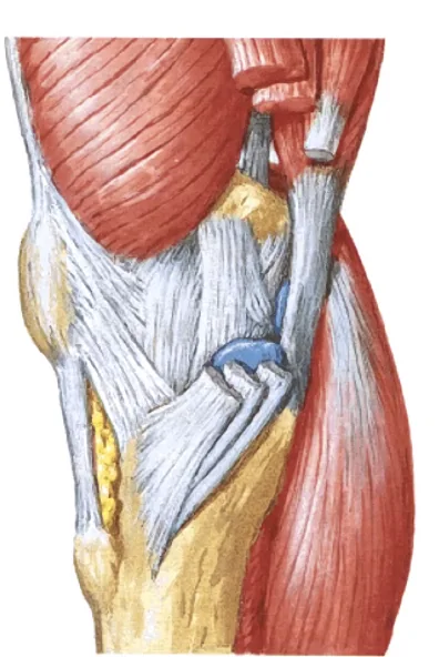 Pes Anserinus