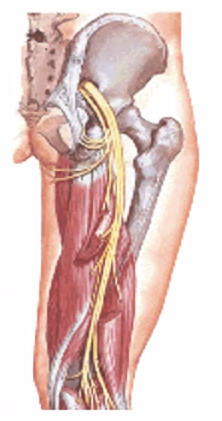 Sciatic Nerve