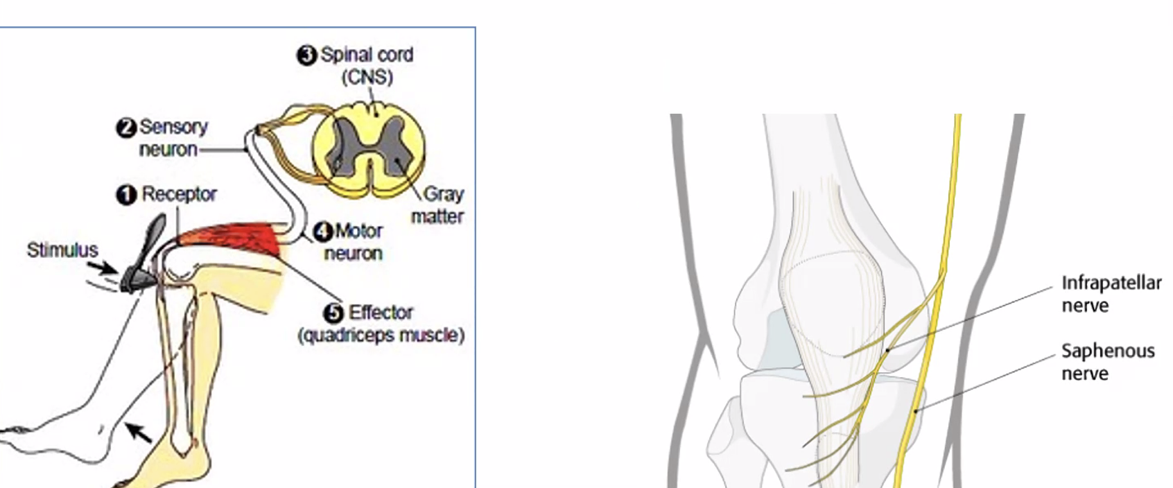 רפלקס הפיקה