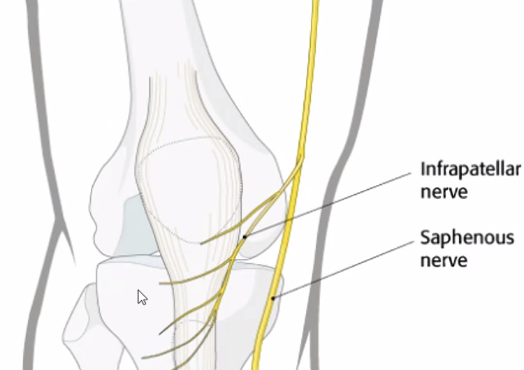 Infrapatellar Branch