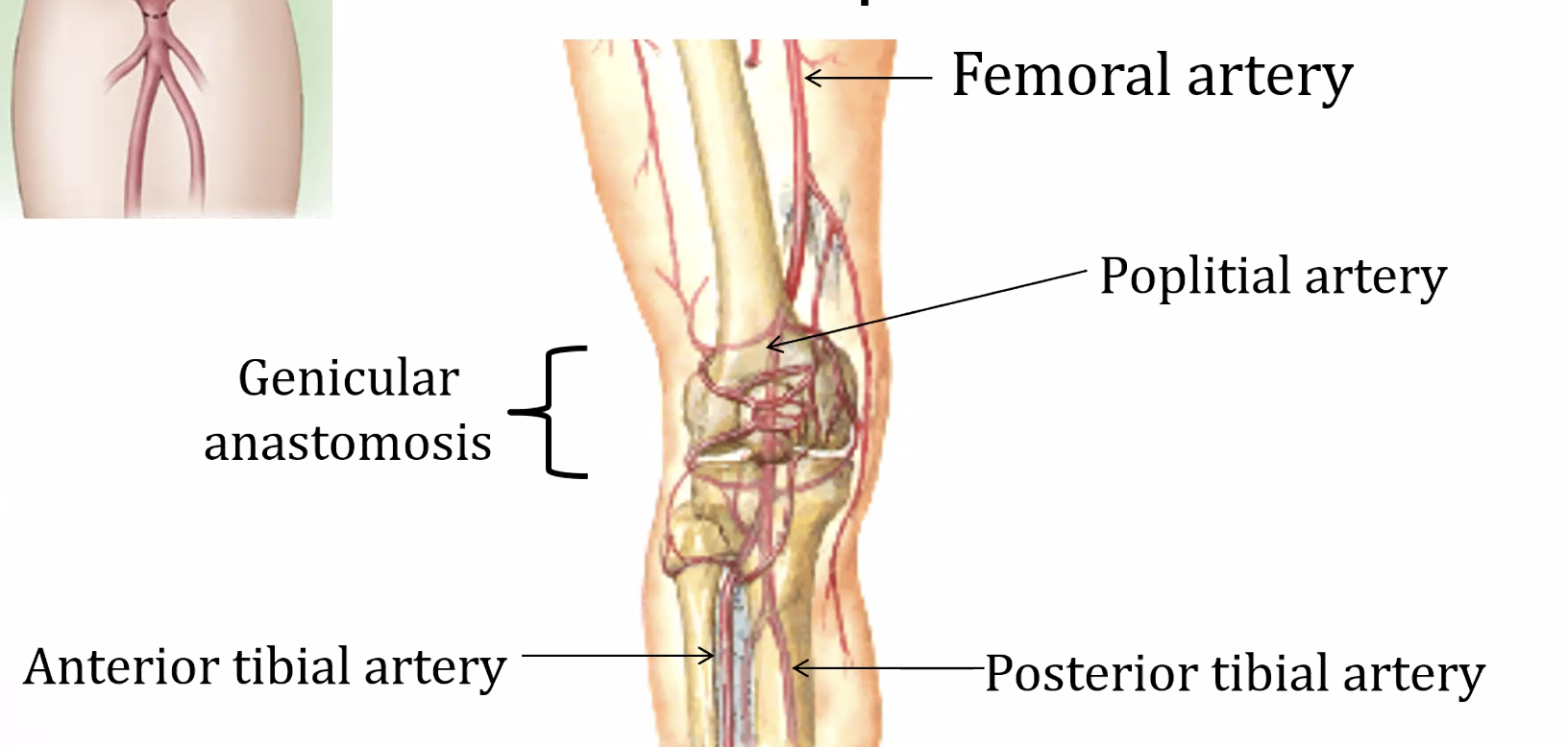 Femoral a.