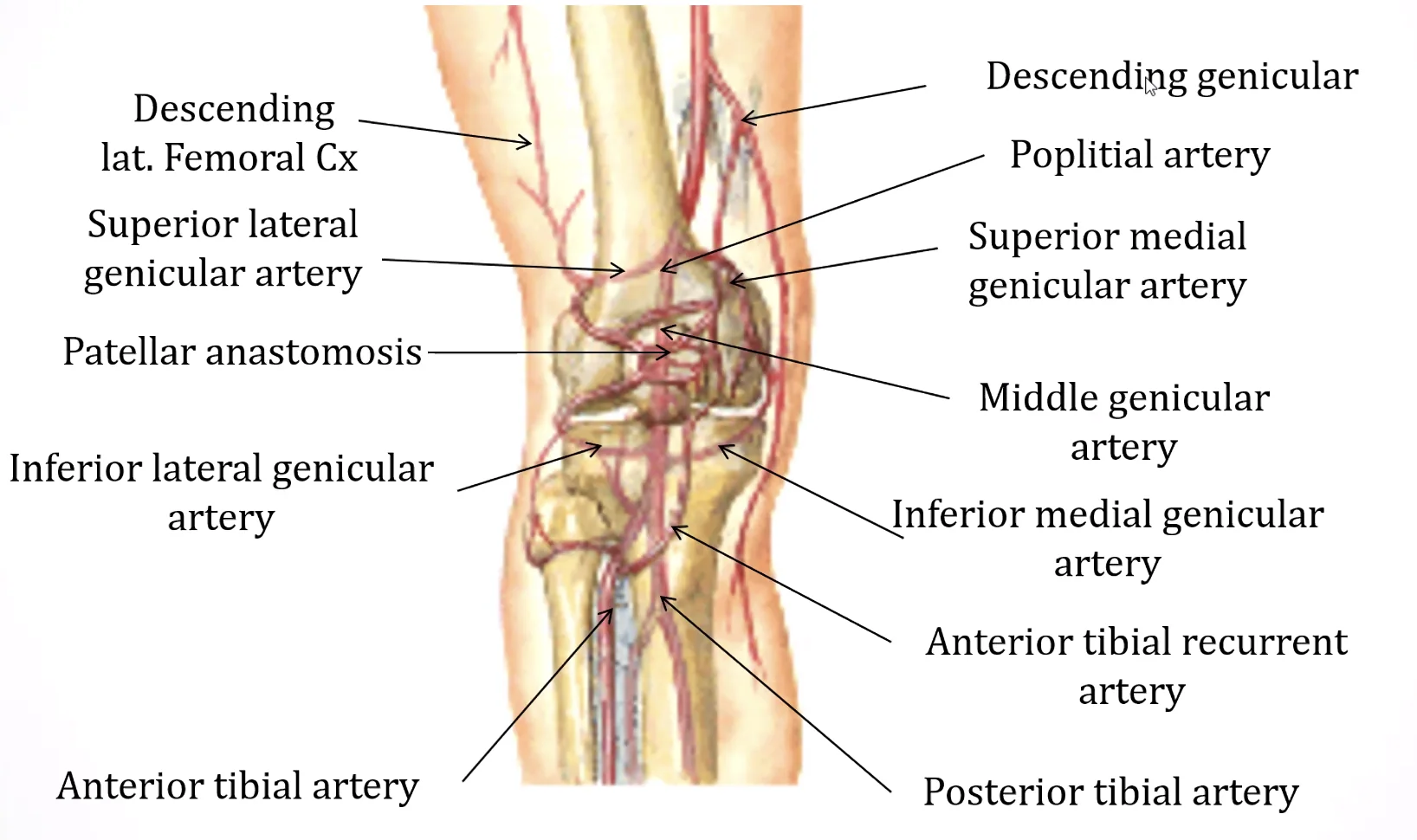 Genicular
