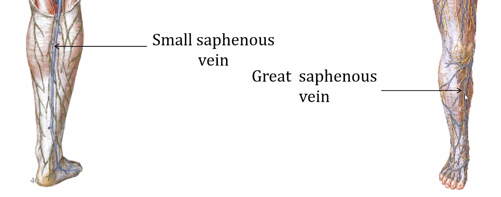 Saphenous v.