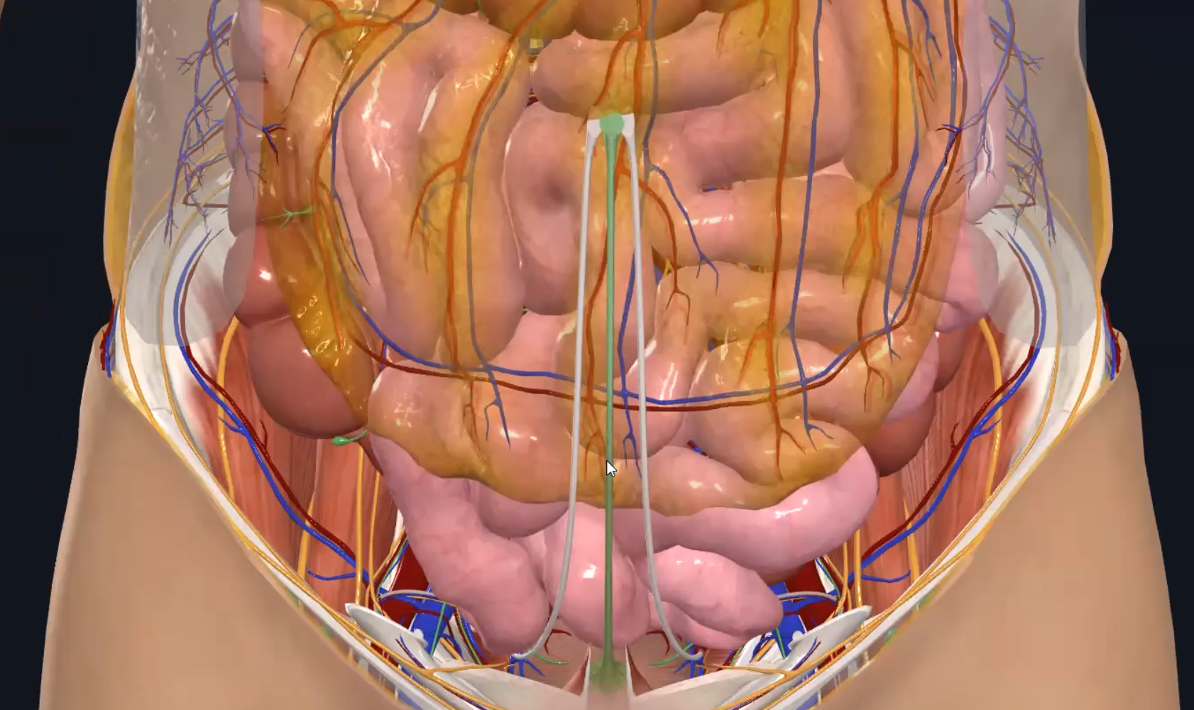Median Umbilical Ligament
