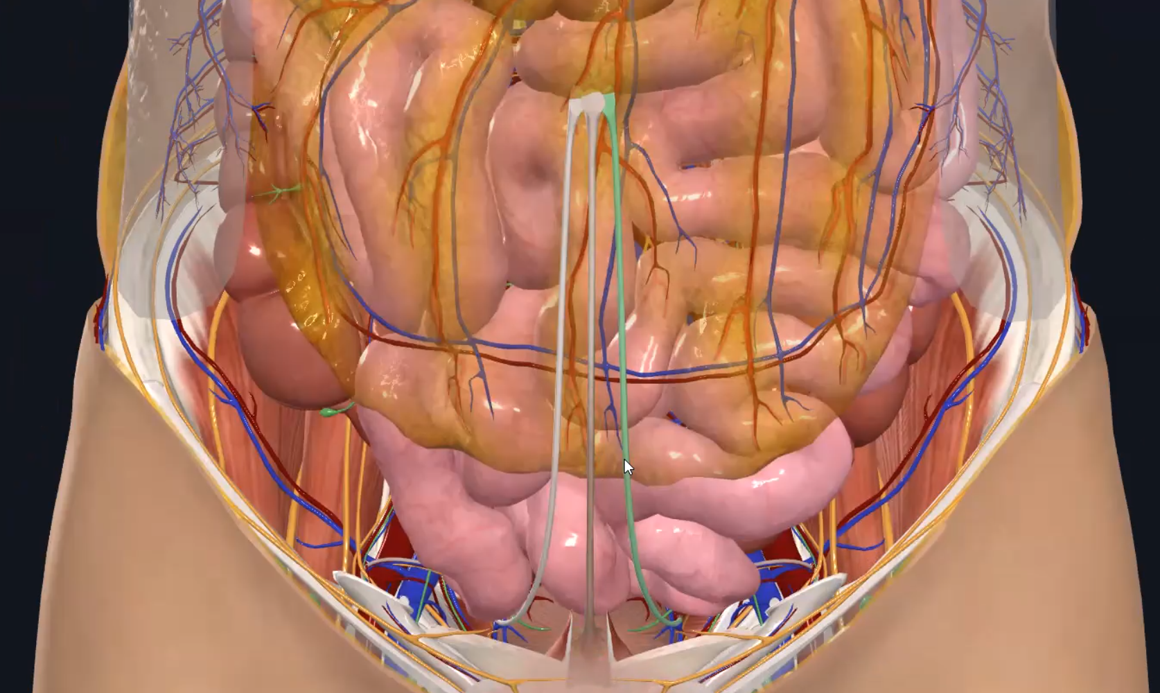 Medial Umbilical Ligaments