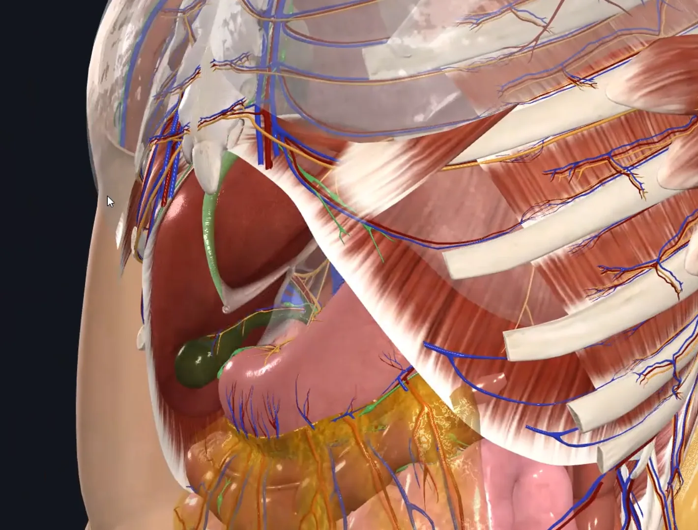 Falciform ligament