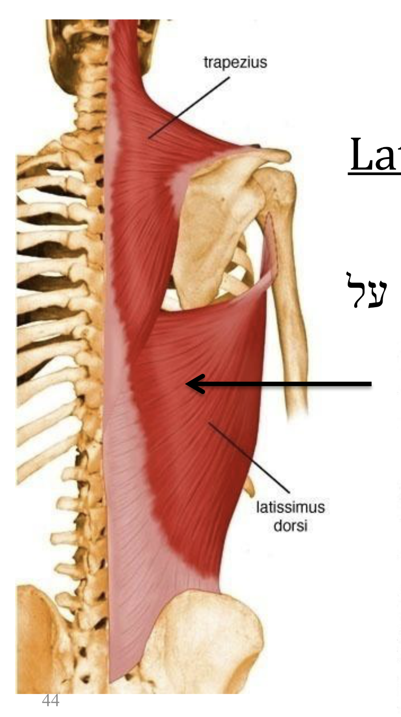 Latissimus Dorsi