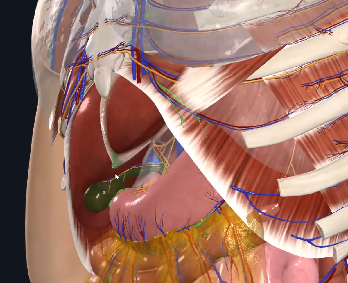 Round Ligament of the Liver