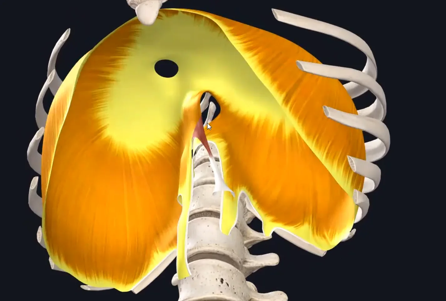 Esophageal Hiatus