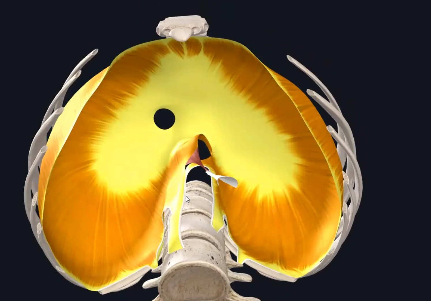 Aortic Hiatus