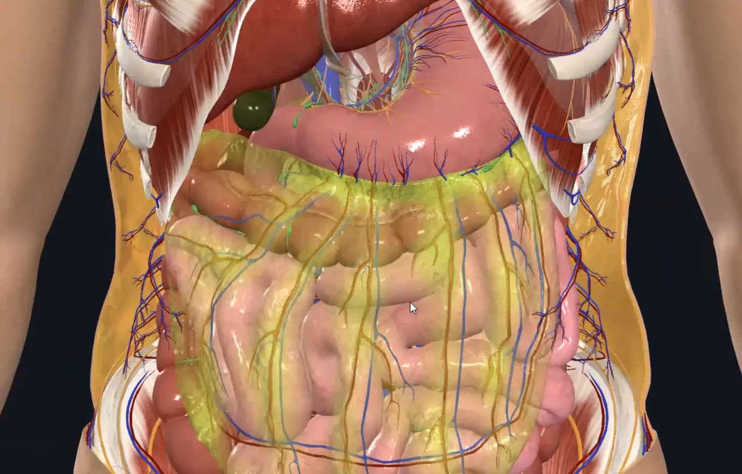 Greater Omentum