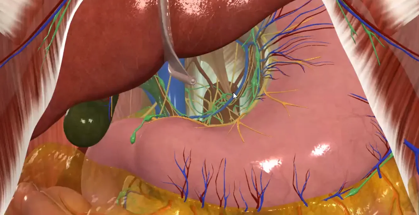 Lesser Omentum