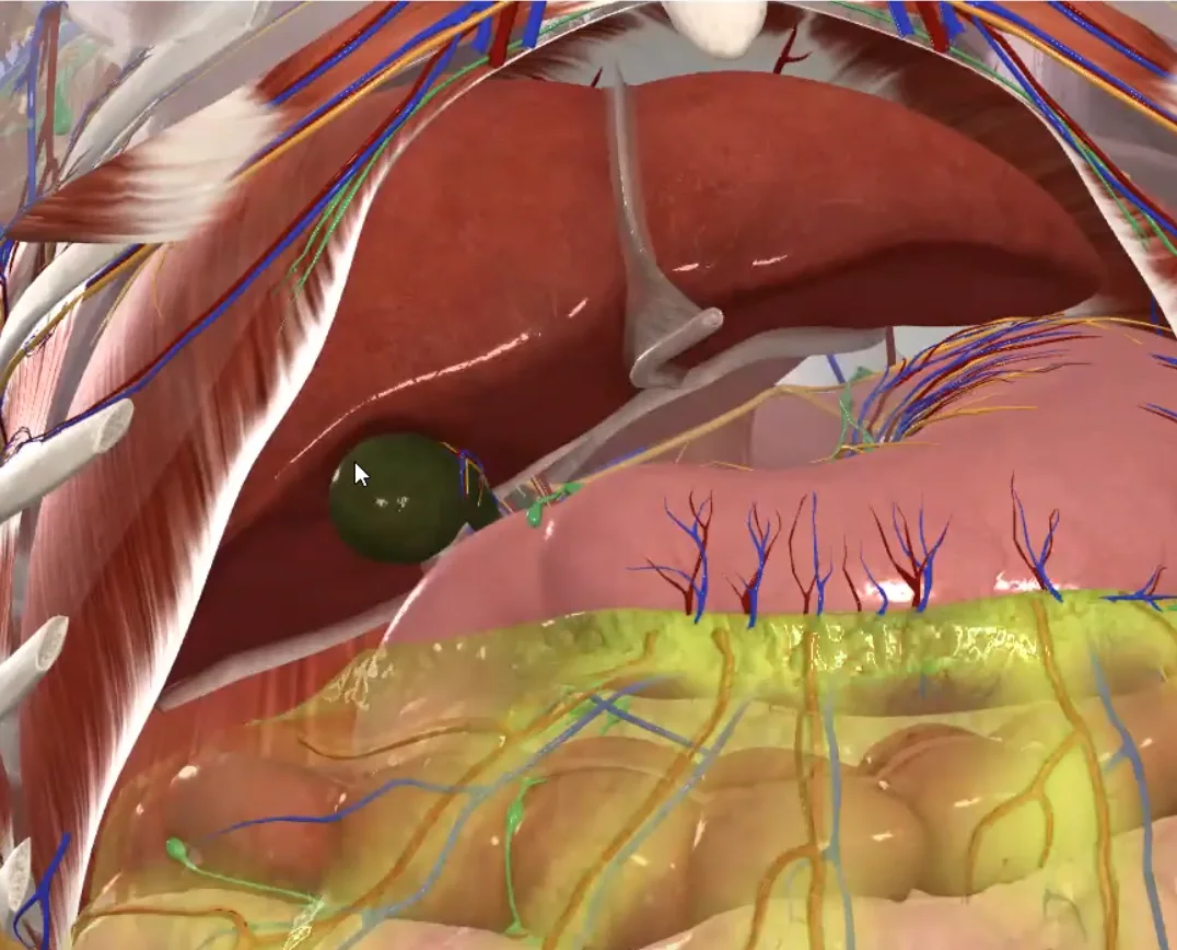 Gallbladder