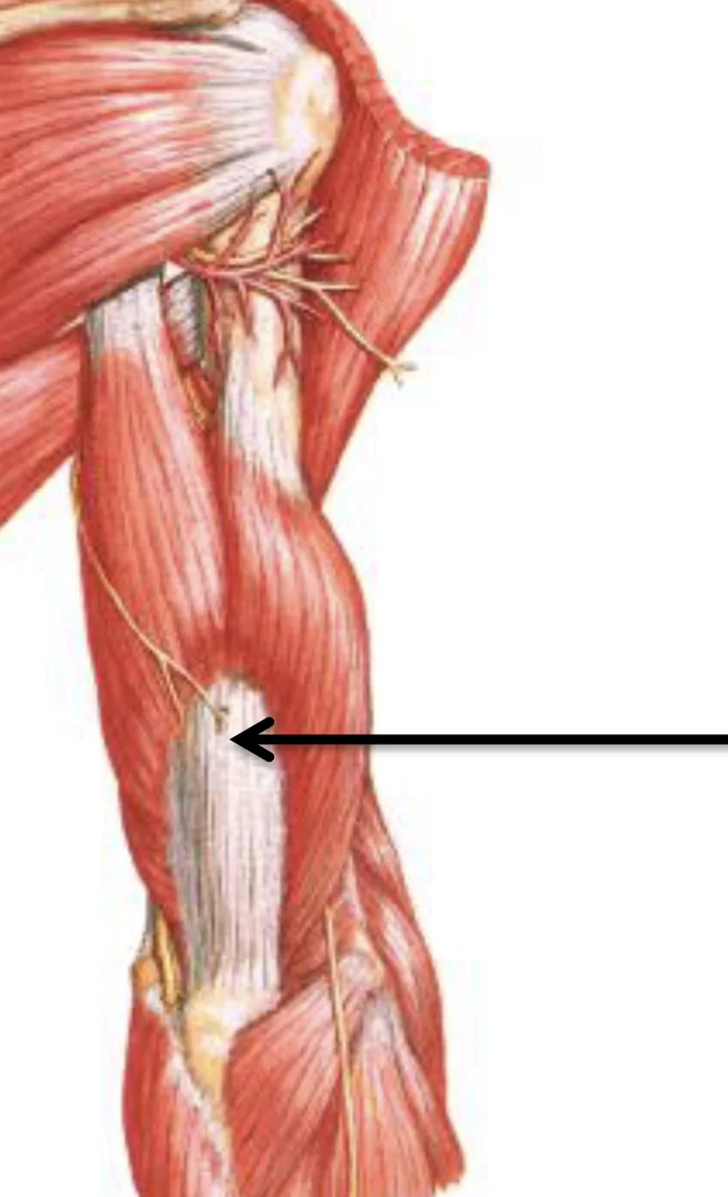 Triceps