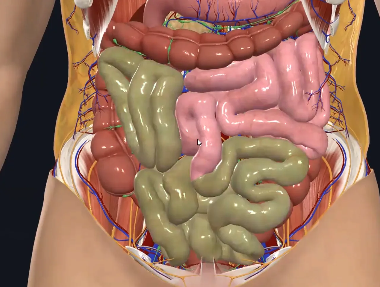 Ileum