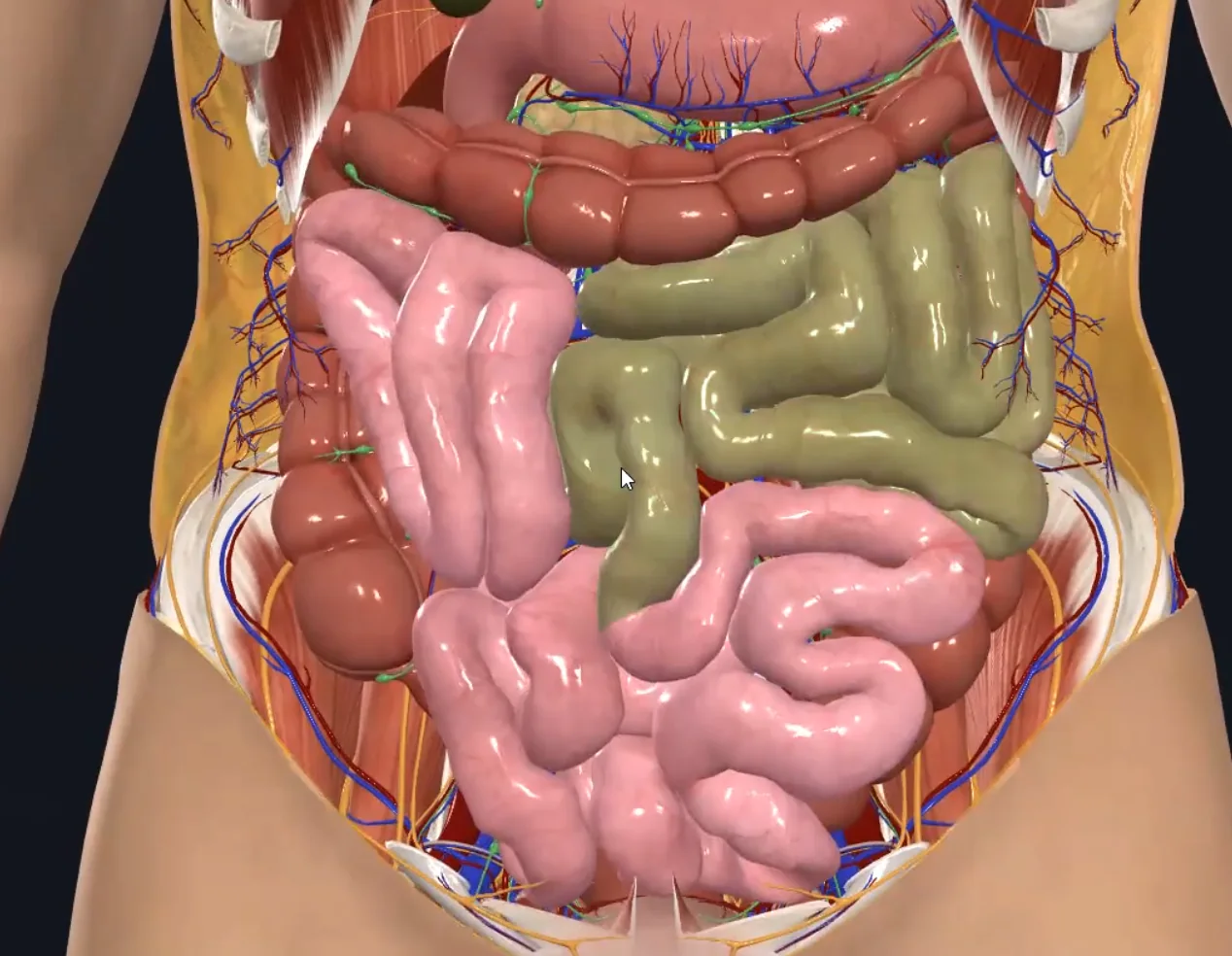 Jejunum