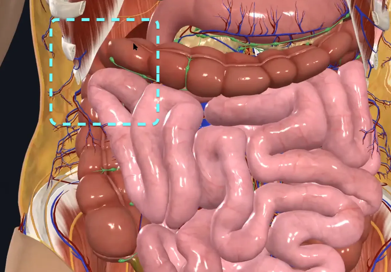 Right Colic Flexure