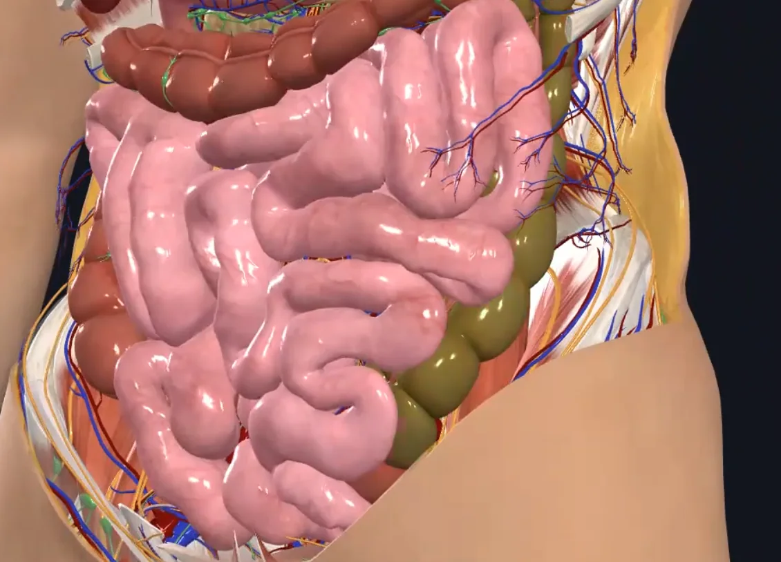 Sigmoid colon
