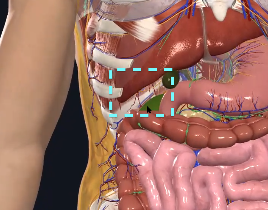 Hepatorenal Recess