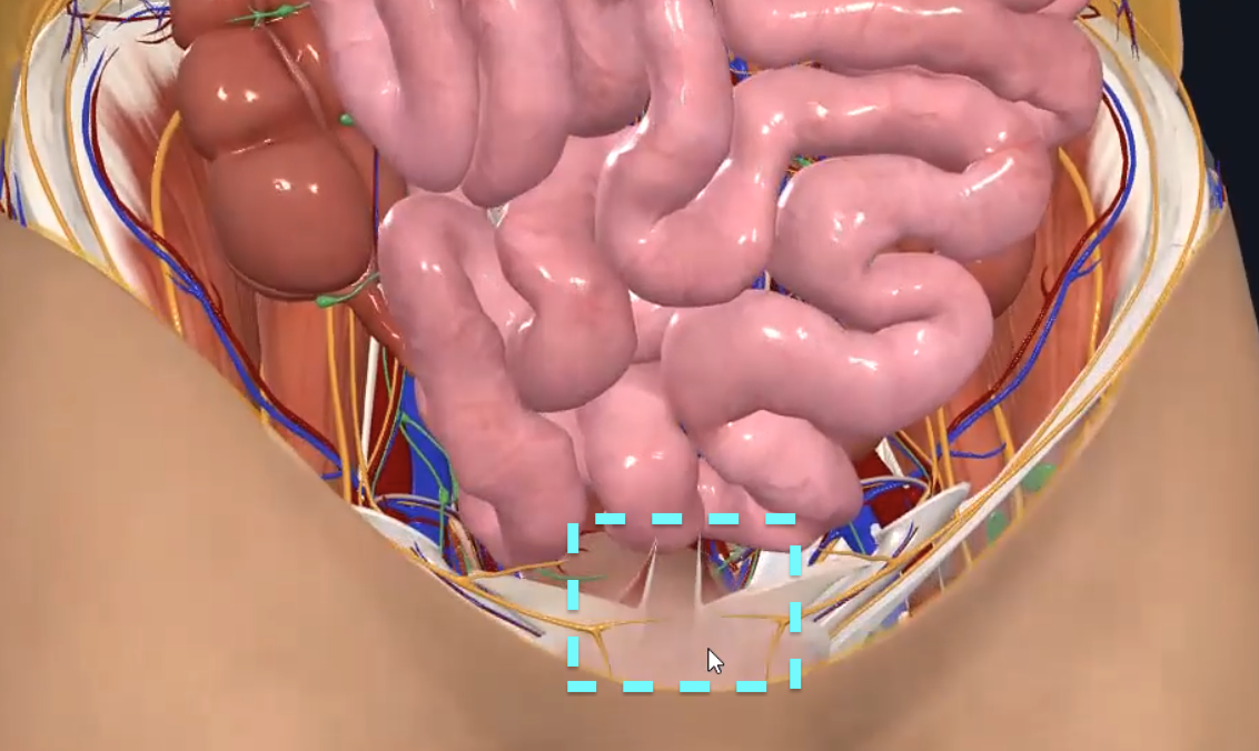 Rectovesical Pouch