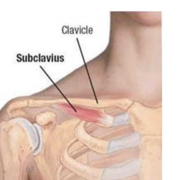 Subclavius