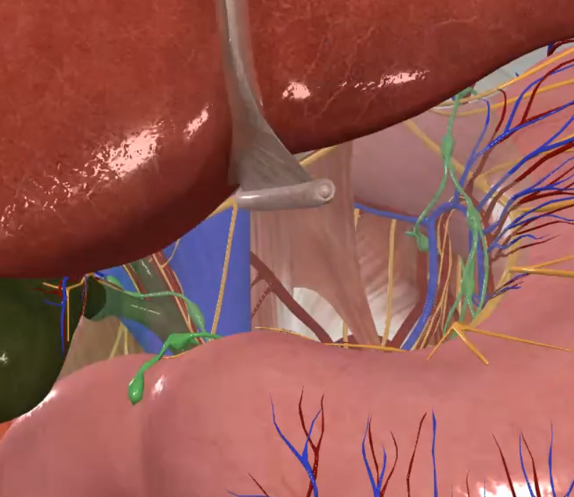 Hepatoduodenal Ligament
