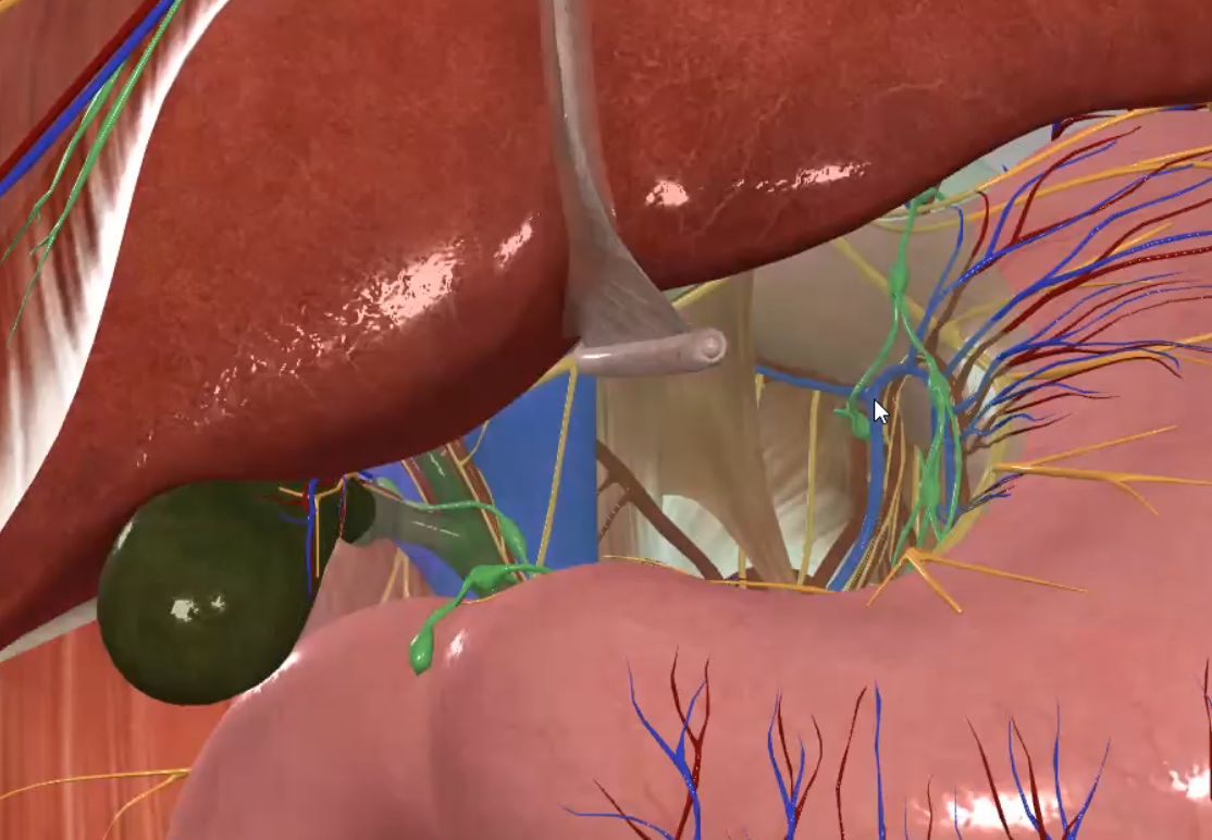 Hepatogastric Ligament