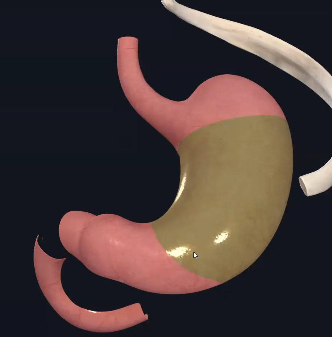body of stomach