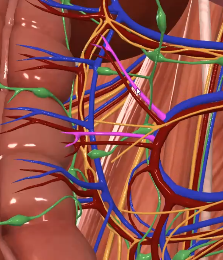 Vena recta