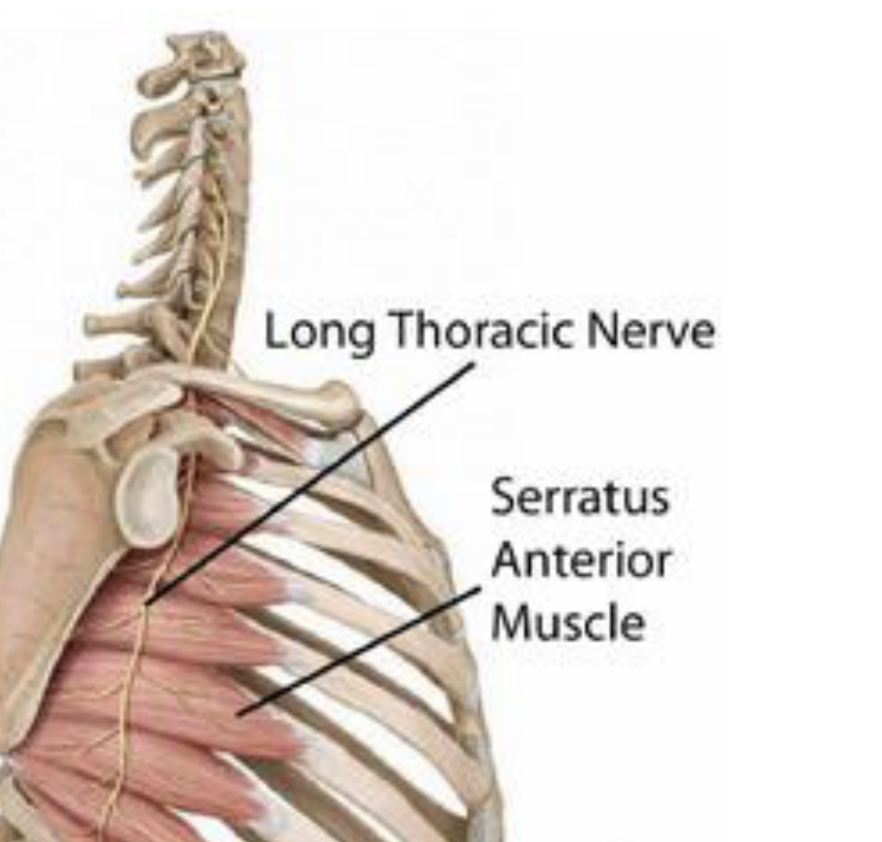 Serratus Anterior Muscle