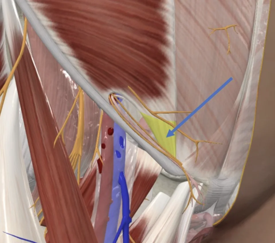 Conjoint tendon (inguinal falx)