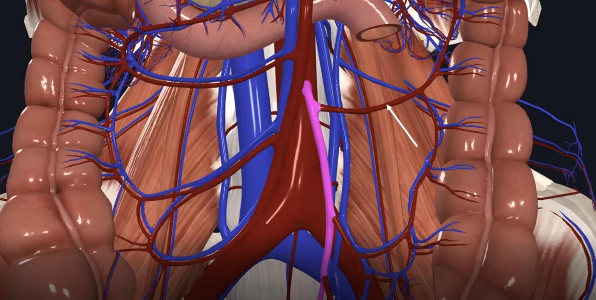 מקורו של ה־ Left colic a הוא ב־Inferior mesenteric a. העורק מספק את אזור ה־Left colic flexure וה־Descending colon
