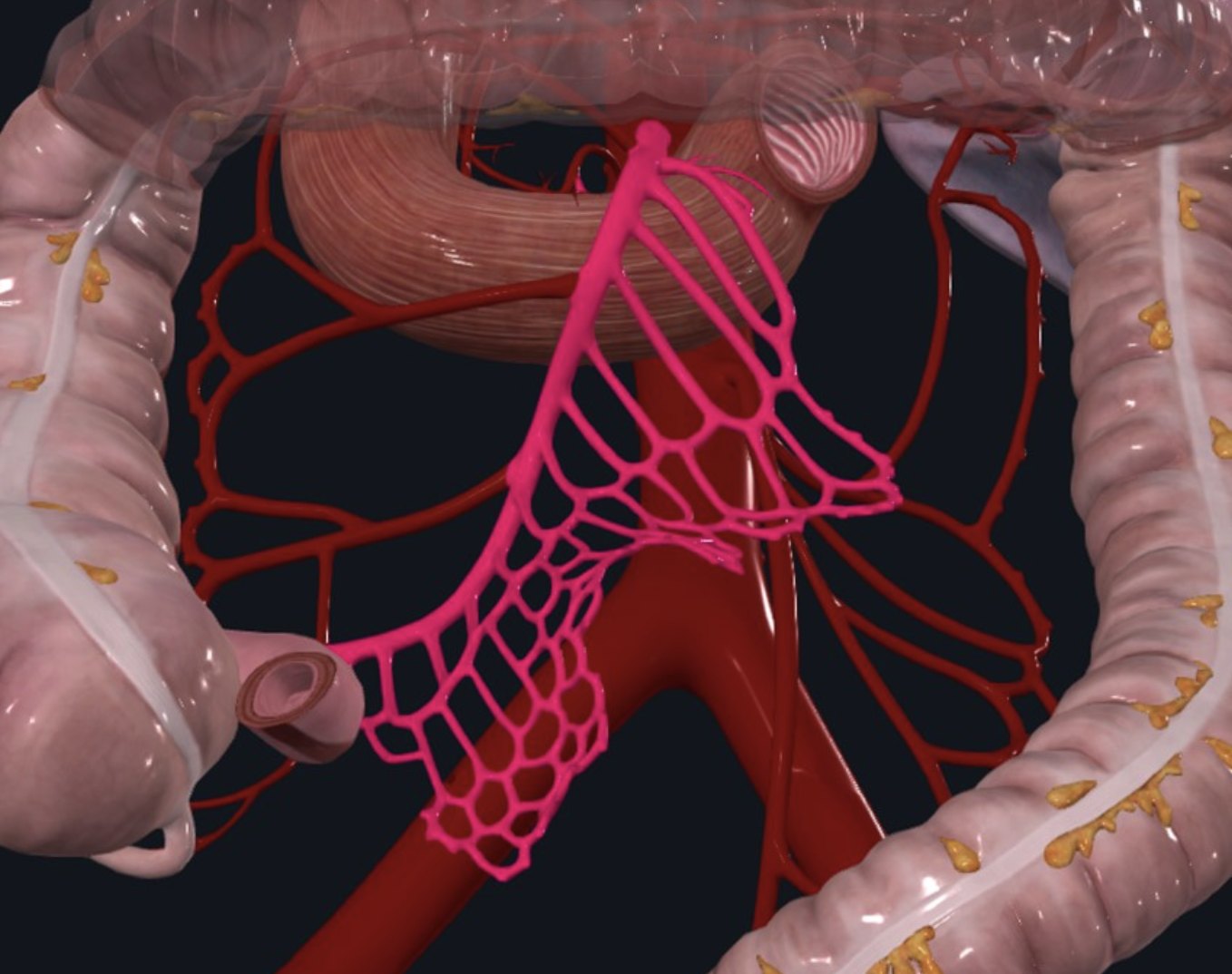 Intestinal arteries מספקים את המעי הדק. מקורם ב־SMA. הם עוברים דרך המזנטרי ויוצרים את ה־Arcades (לולאות כלי הדם שמספקים את המעי)