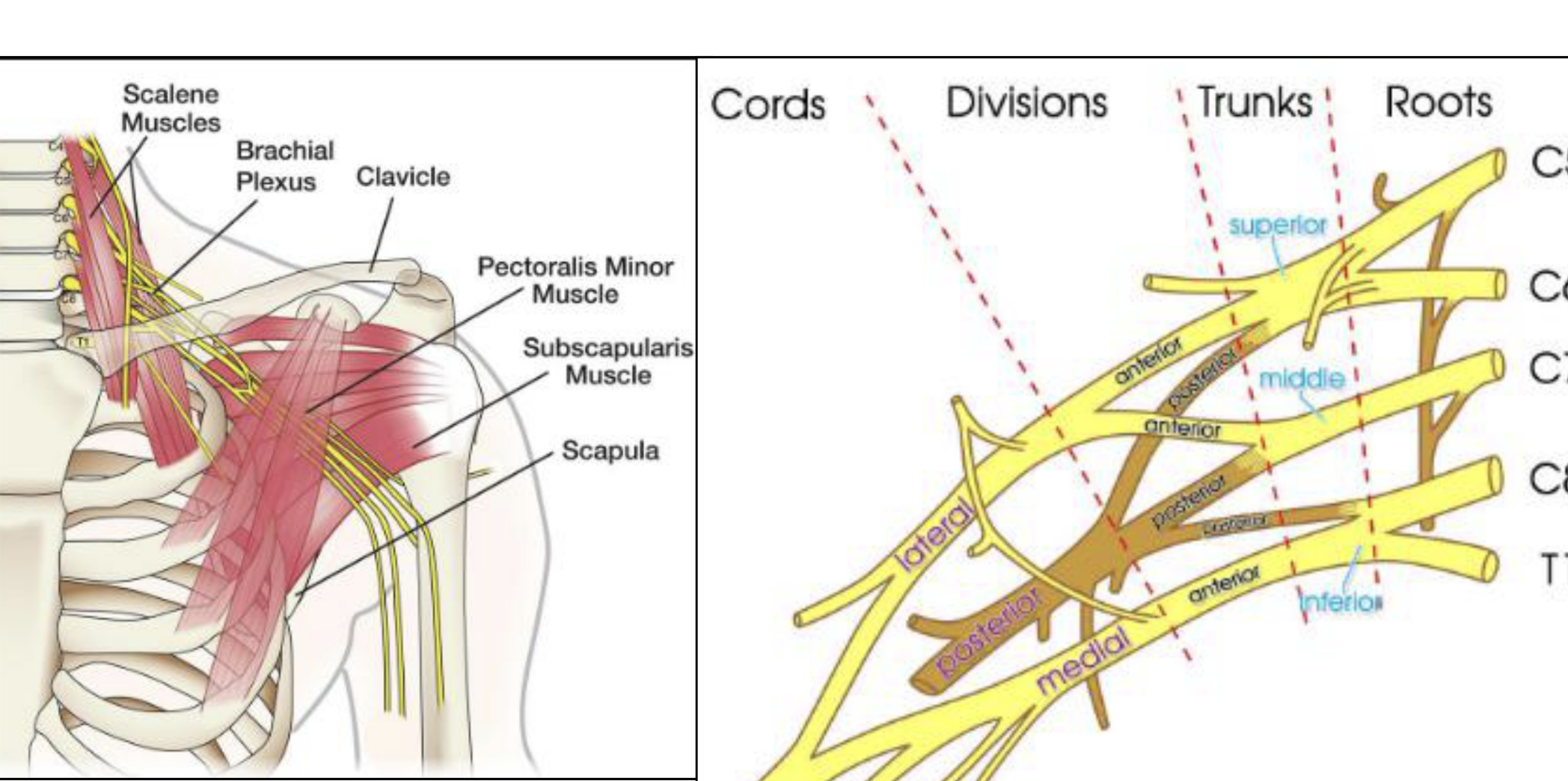 Brachial plexus