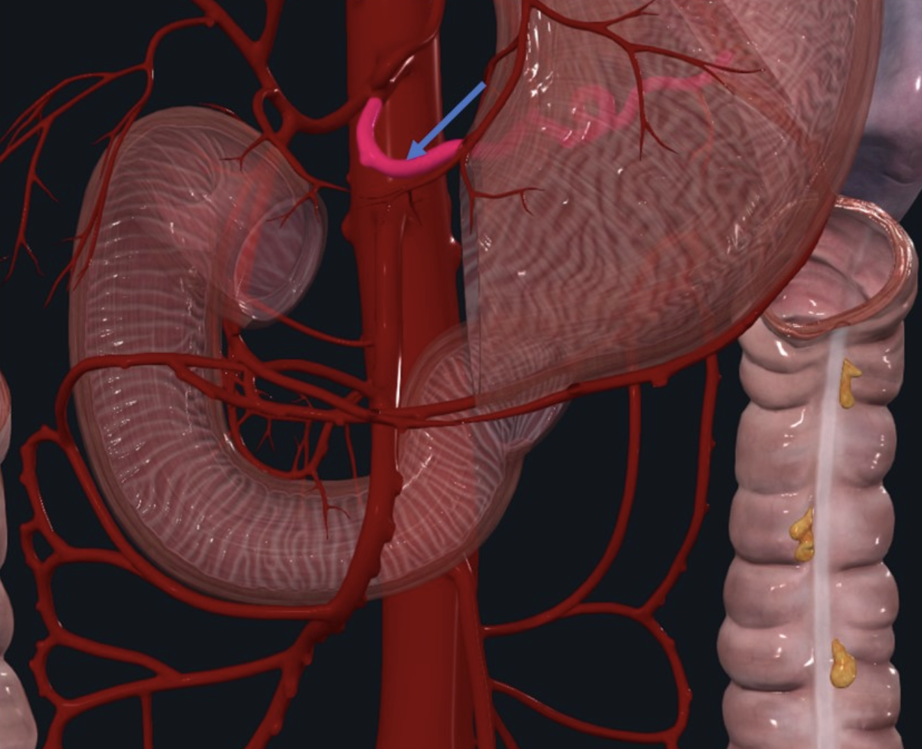 Splenic artery - פיצולו השמאלי והגדול של ה־Celiac trunk