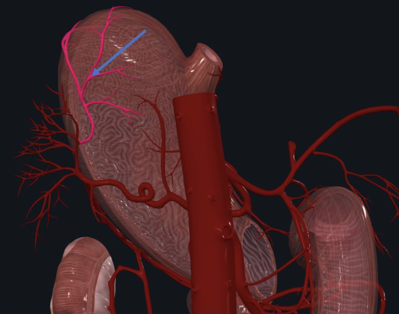 Short Gastric Arteries - מתפצלים מה־Splenic artery סמוך לכניסתו לטחול ומספקים את ה־Fundus של הקיבה