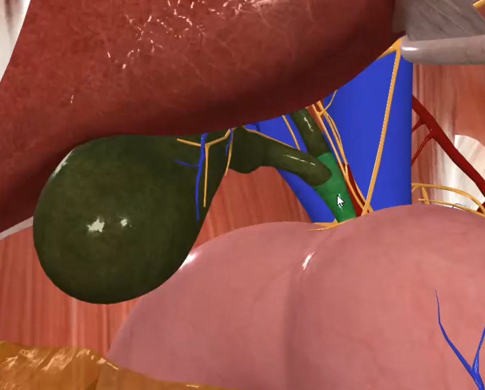 Bile Duct