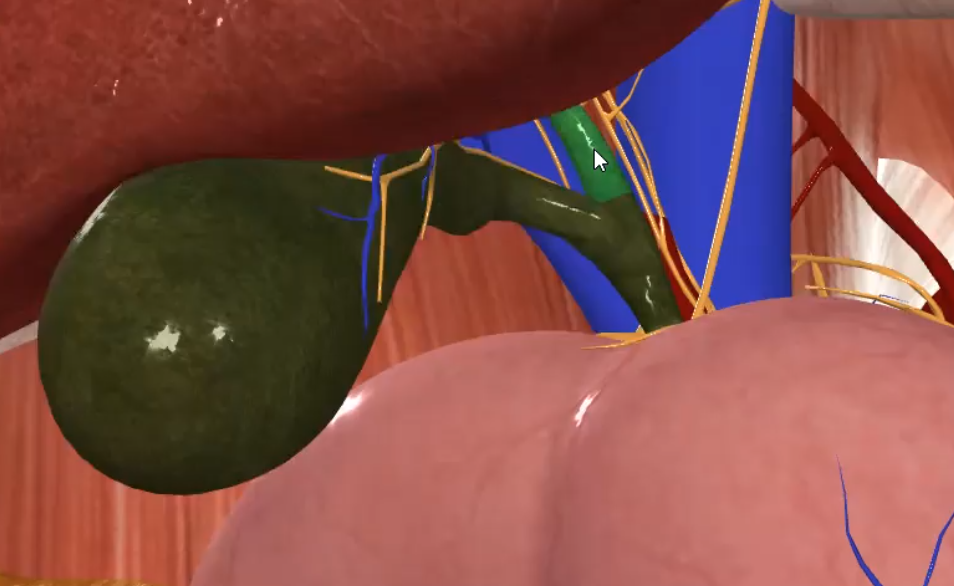 Common Hepatic Duct