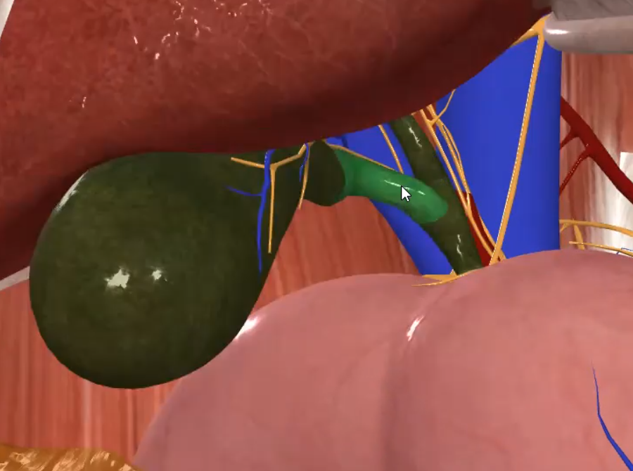Cystic Duct