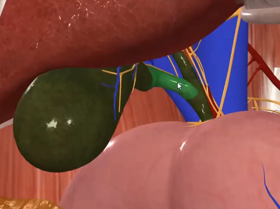 Cystic Duct